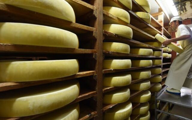 La croisade d’un écologue contre le comté : une tragédie fromagère