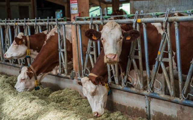 Lecornu mobilise l’armée pour accélérer la vaccination des vaches