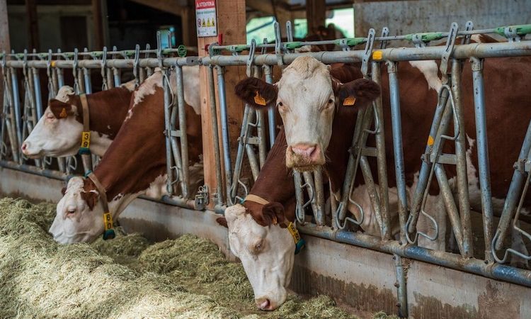 L’abattage des bovins a commencé dans la ferme de l’Ariège, des agriculteurs mobilisés