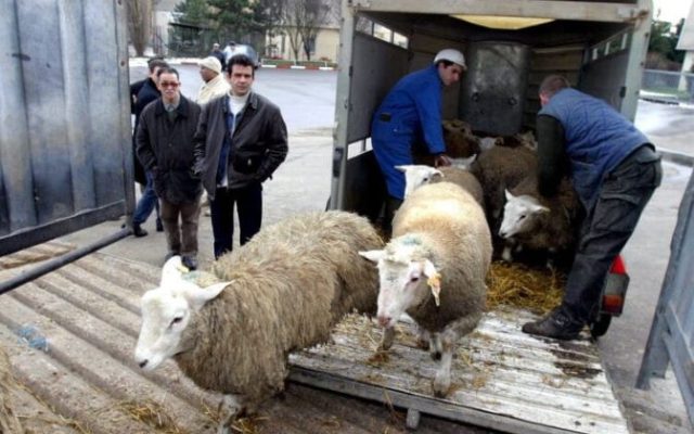 Aïd el-Kébir : 15 000 euros d&rsquo;amende pour l&rsquo;abattage clandestin de moutons