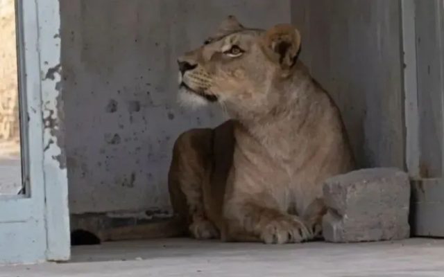Algérie : une lionne sème la panique dans les rues de Hassi  Messaoud