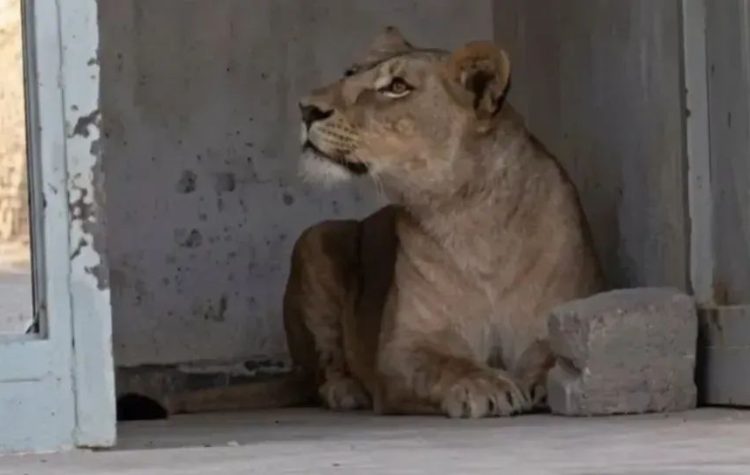 Algérie : une lionne sème la panique dans les rues de Hassi  Messaoud