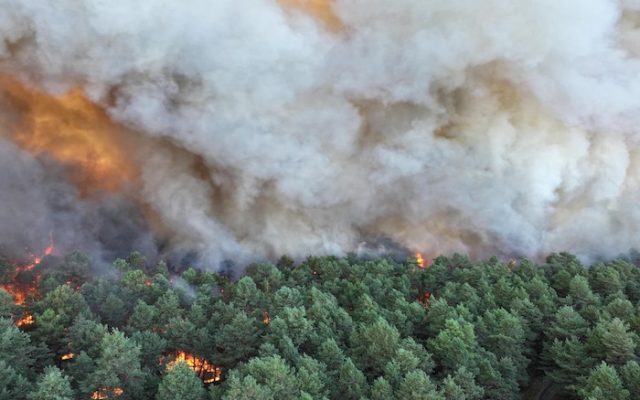 Incendies en forêt de Fontainebleau : six personnes en garde à vue, dont un pompier volontaire, qui a reconnu son implication dans un départ de feu