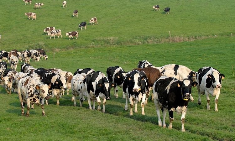 L’agriculture française souffre de la sécheresse et s’inquiète pour son avenir