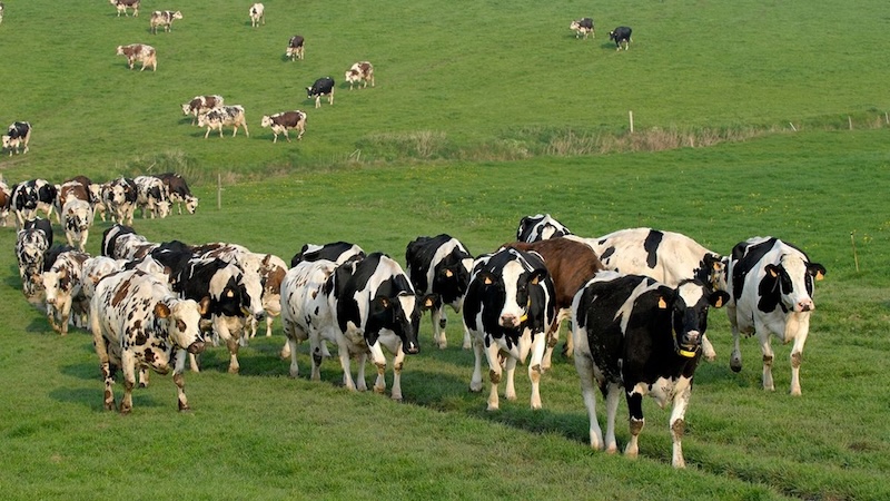 L’agriculture française souffre de la sécheresse et s’inquiète pour son avenir