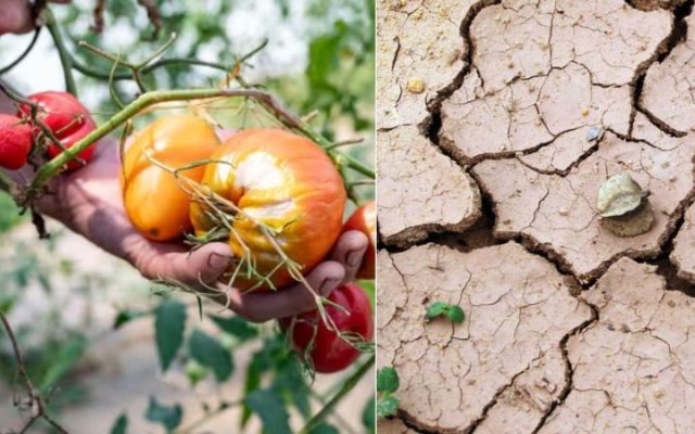 Canicule : les alertes sur les prix des fruits et des légumes vont bientôt coûter plus cher