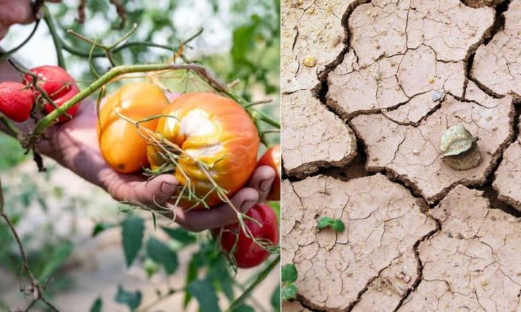 Canicule : les alertes sur les prix des fruits et des légumes vont bientôt coûter plus cher