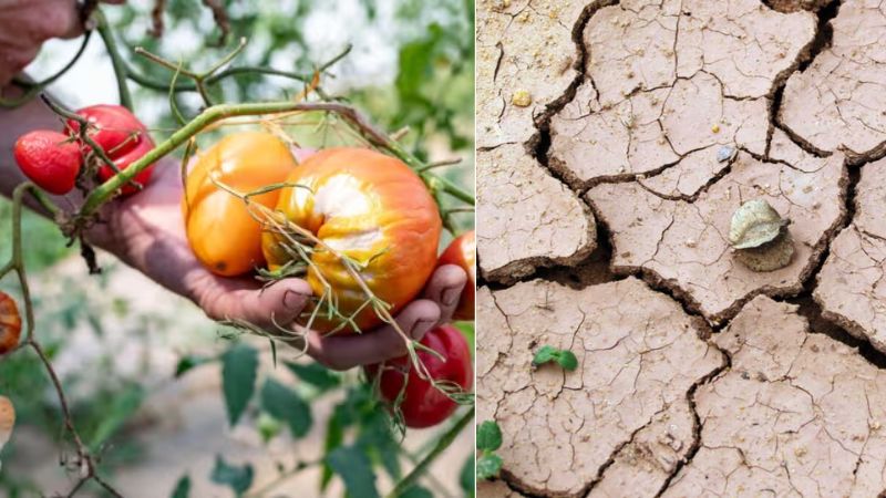 Canicule : les alertes sur les prix des fruits et des légumes vont bientôt coûter plus cher